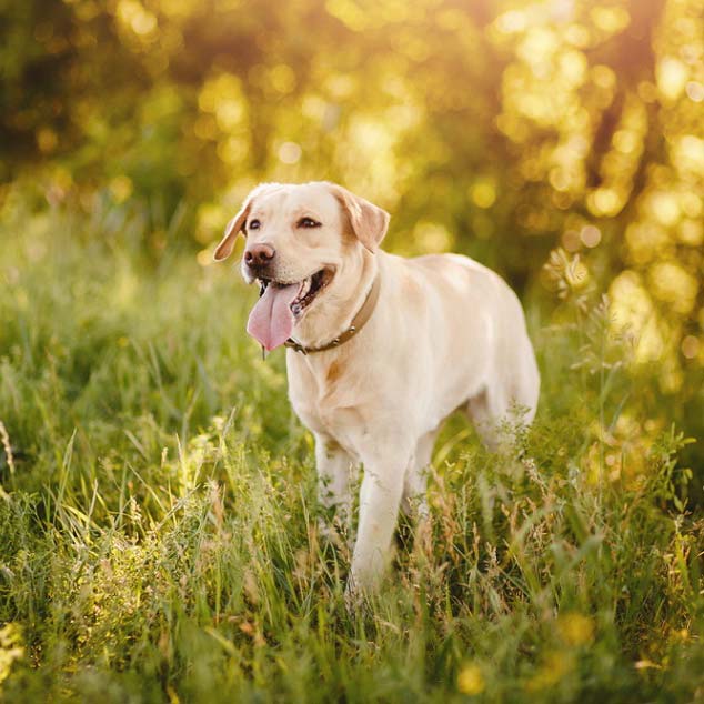 DogBone csontpor kutyáknak, különböző esetekben! 