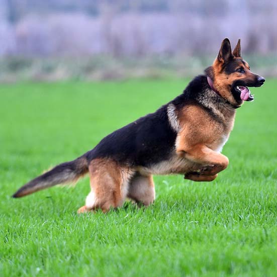 Kalcium kiegészítő kutyáknak, vagyis a DogBone