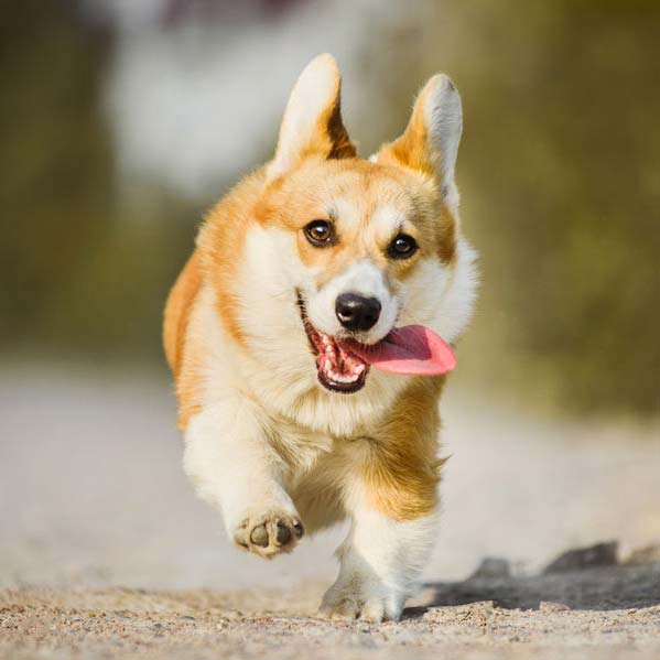 DogBone kálcium kiegészítő kutyáknak!