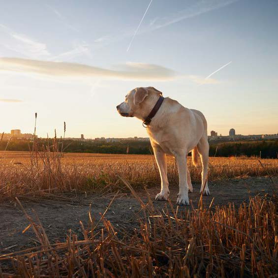 DogSeatone és DogBone nagytesű, gyorsan növő kutyafajták részére: legyen előrelátó kedvencével kapcs