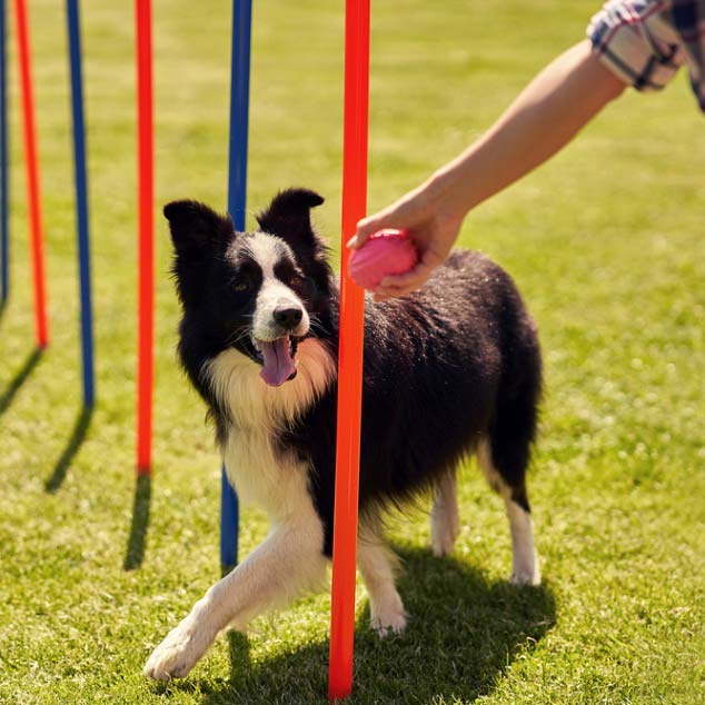 DogSeatone zöldkagyló kivonat kutyáknak! 