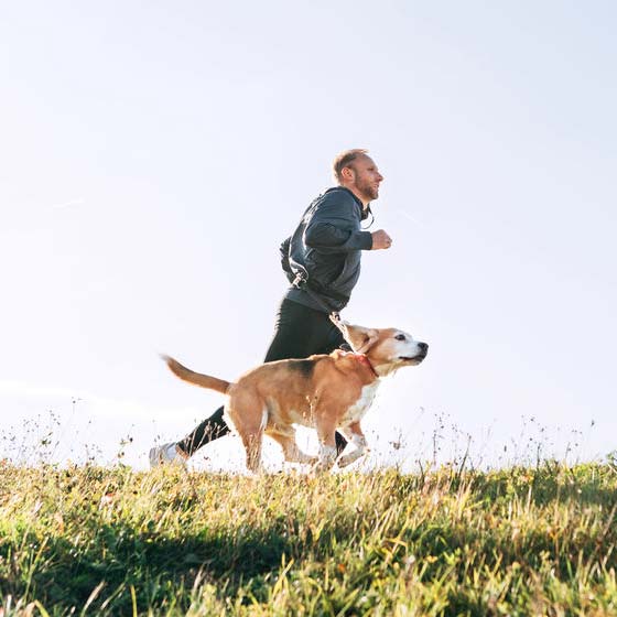 DogSeatone porc-és ízület erősítő kutyák részére: óvja kedvence egészségét minőségi termékkel!