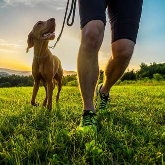 A DogSeatone és DogBone termékek együtt még hatásosabbak! 