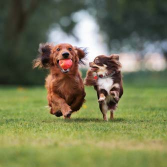 DogBone: hatásos kalcium kiegészítő kutyáknak! 