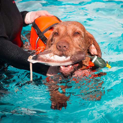 Mire jó a kutya hidroterápia?