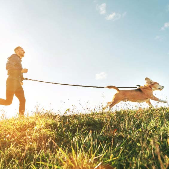 DogSeatone és DogBone kutyák részére: szerezze be tőlünk egyszerűen a minőségi készítményt! 