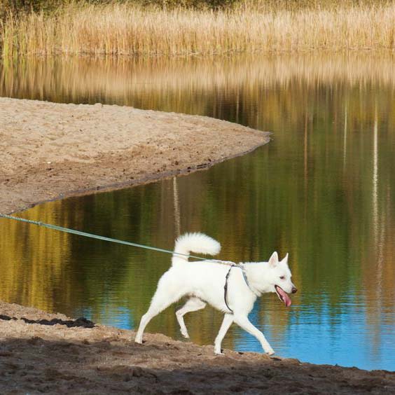 DogSeatone és DogBone kutyás sportokhoz, kutyáknak kifejlesztve