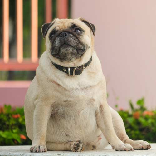 A pluszkilók ára: mit tesz a túlsúly a kutya ízületeivel?