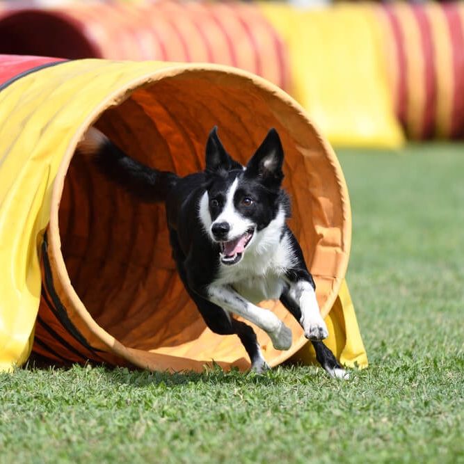 Sportok a boldog és kiegyensúlyozott kutyaéletért