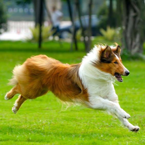 Seatone DogBone csontépítésre, kutyáknak: kerülje el a drága, hosszadalmas kezeléseket!